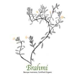 Brahmi - Bacopa monnieri