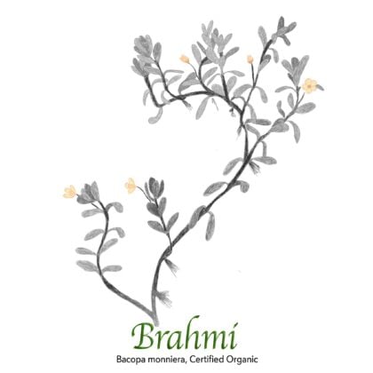 Brahmi - Bacopa monnieri