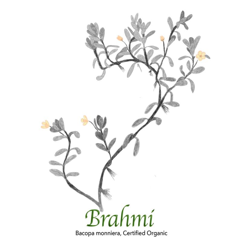 Brahmi - Bacopa monnieri