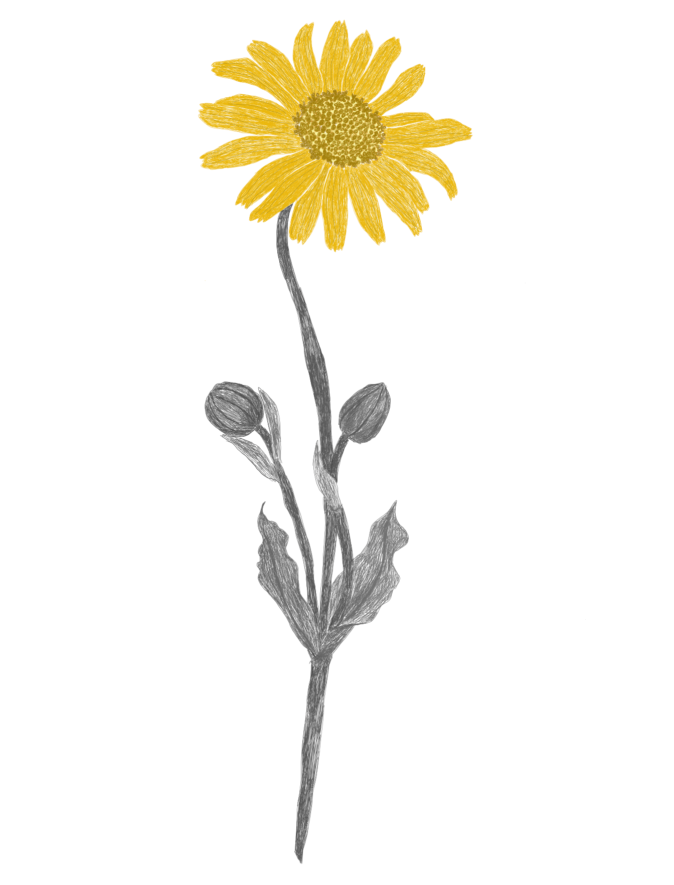 Calendula