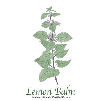 Lemon Balm Organic - The Herb Temple