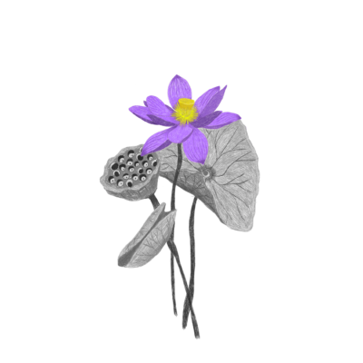 Blue Lily Flower