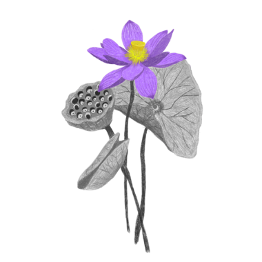 Blue Lily Flower
