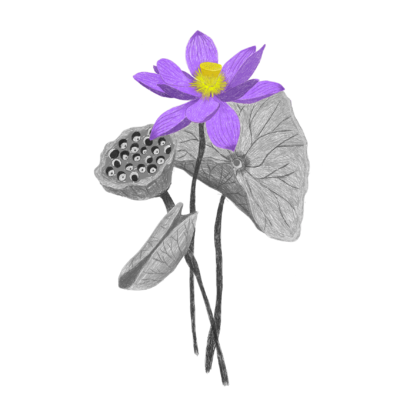 Blue Lily Flower