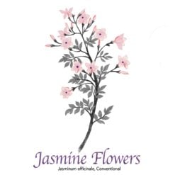 Jasmine Flowers - The Herb Temple