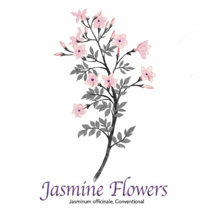 Jasmine Flowers - The Herb Temple