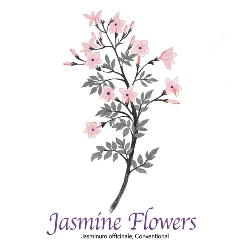 Jasmine Flowers - The Herb Temple