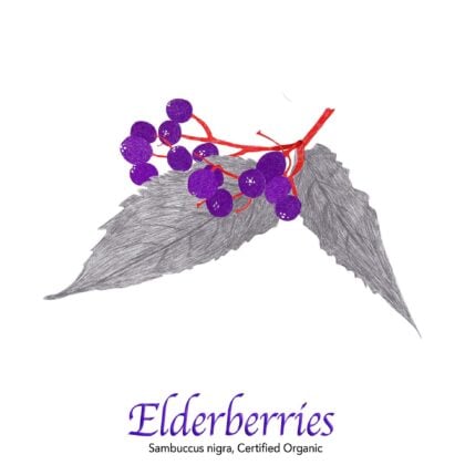 Elderberries - The Herb Temple