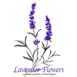 Lavender Flowers - The Herb Temple