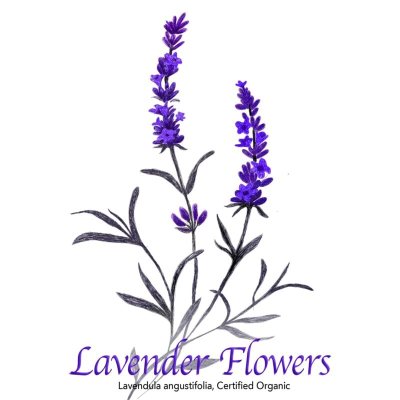 Lavender Flowers - The Herb Temple