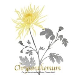 Chrysanthemum Flowers - The Herb Temple