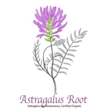 Astragalus Root Organic - The Herb Temple