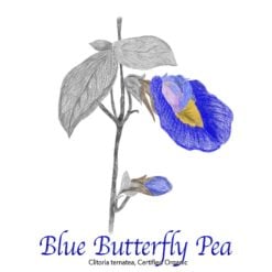 Blue Butterfly Pea Flower Organic - The Herb Temple