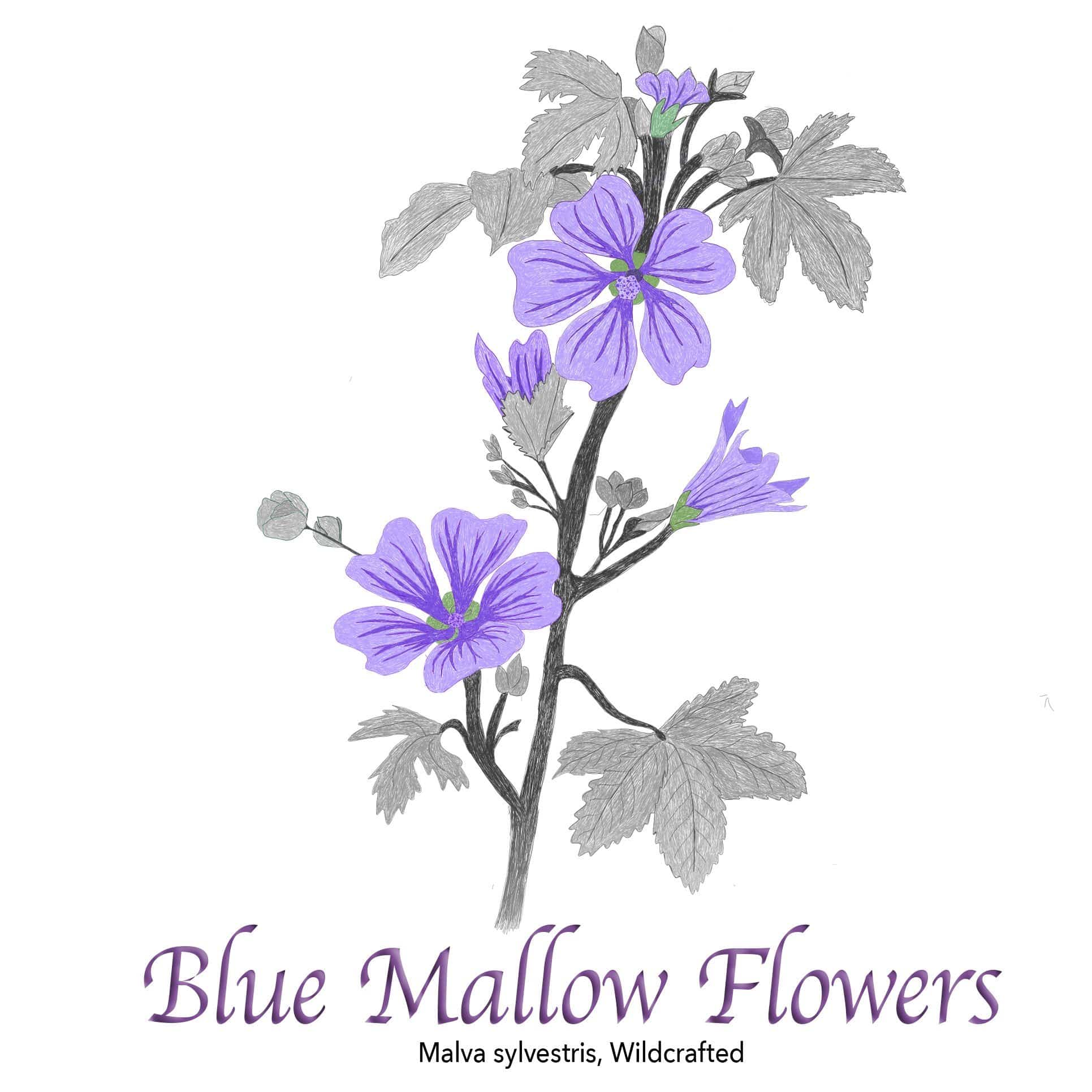 Blue Mallow Flowers Ht The Herb Temple