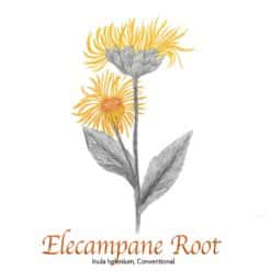 Elecampane Root - The Herb Temple