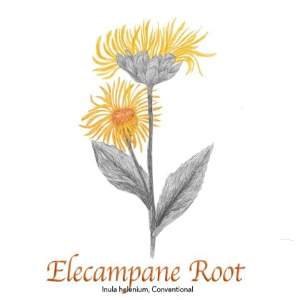 Elecampane Root - The Herb Temple