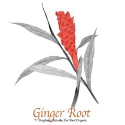 Ginger Root Organic - The Herb Temple