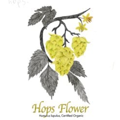 Hops Flower - The Herb Temple