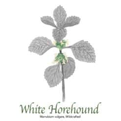 White Horehound - The Herb Temple