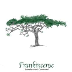 Frankincense Resin - The Herb Temple