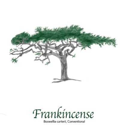 Frankincense Resin - The Herb Temple