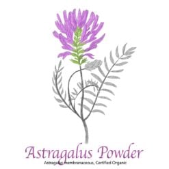Astragalus Powder - The Herb Temple