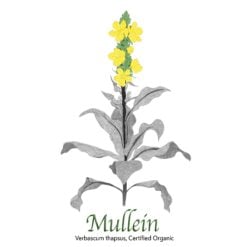 Mullein Organic - The Herb Temple