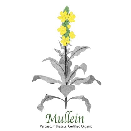 Mullein Organic - The Herb Temple