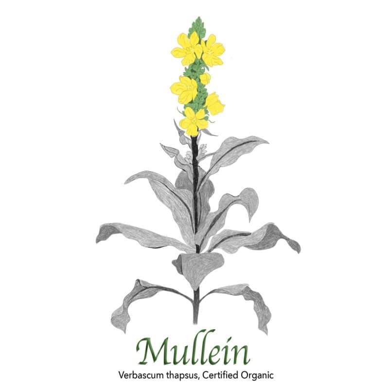 Mullein Organic - The Herb Temple