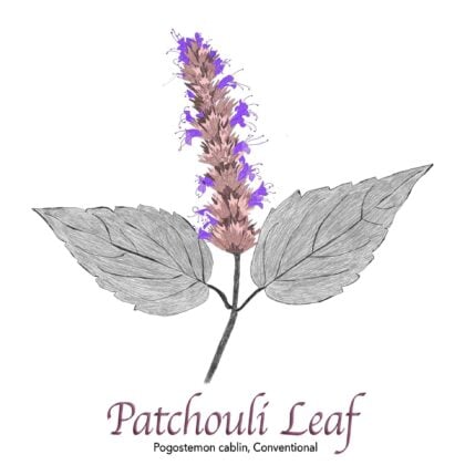 Patchouli Leaf - The Herb Temple