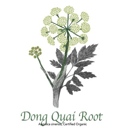 Dong Quai Root, Angelica Sinensis - The Herb Temple