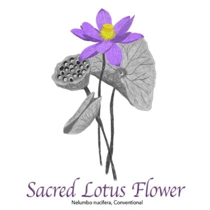 Sacred Lotus Flower, Nelumbo Nucifera