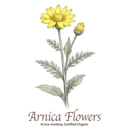 Arnica Flowers Organic - The Herb Temple