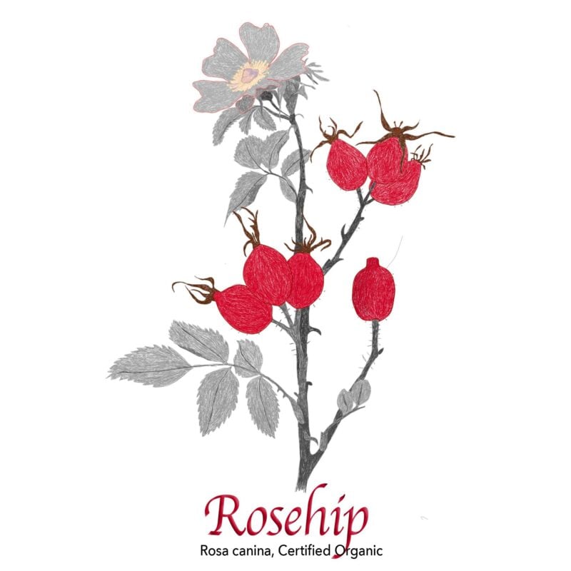 Rosehip - The Herb Temple