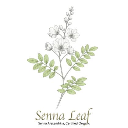 Senna Leaf Organic - The Herb Temple