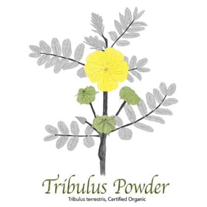 Tribulus Terrestris Powder - The Herb Temple