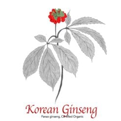 Korean Ginseng, Panax ginseng Organic - The Herb Temple