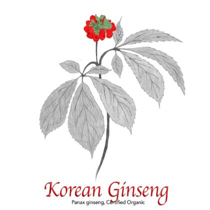 Korean Ginseng, Panax ginseng Organic - The Herb Temple