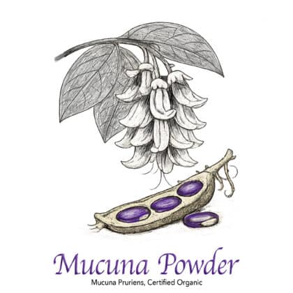 Mucuna Powder Organic - The Herb Temple