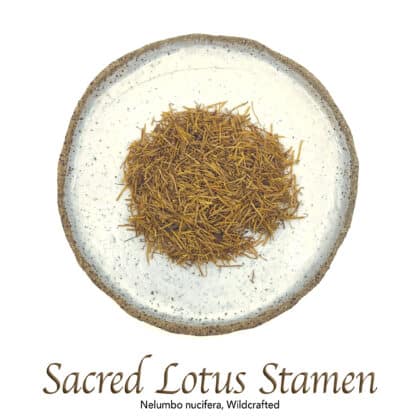 Sacred Lotus Stamen Wildcrafted - The Herb Temple