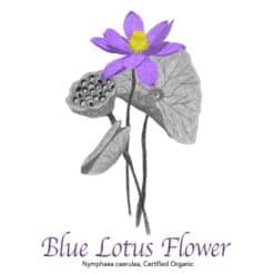 Blue Lotus Flower Organic - The Herb Temple