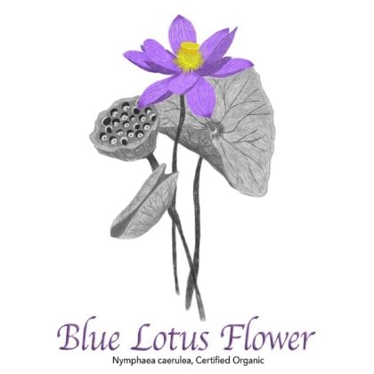 Blue Lotus Flower Organic - The Herb Temple