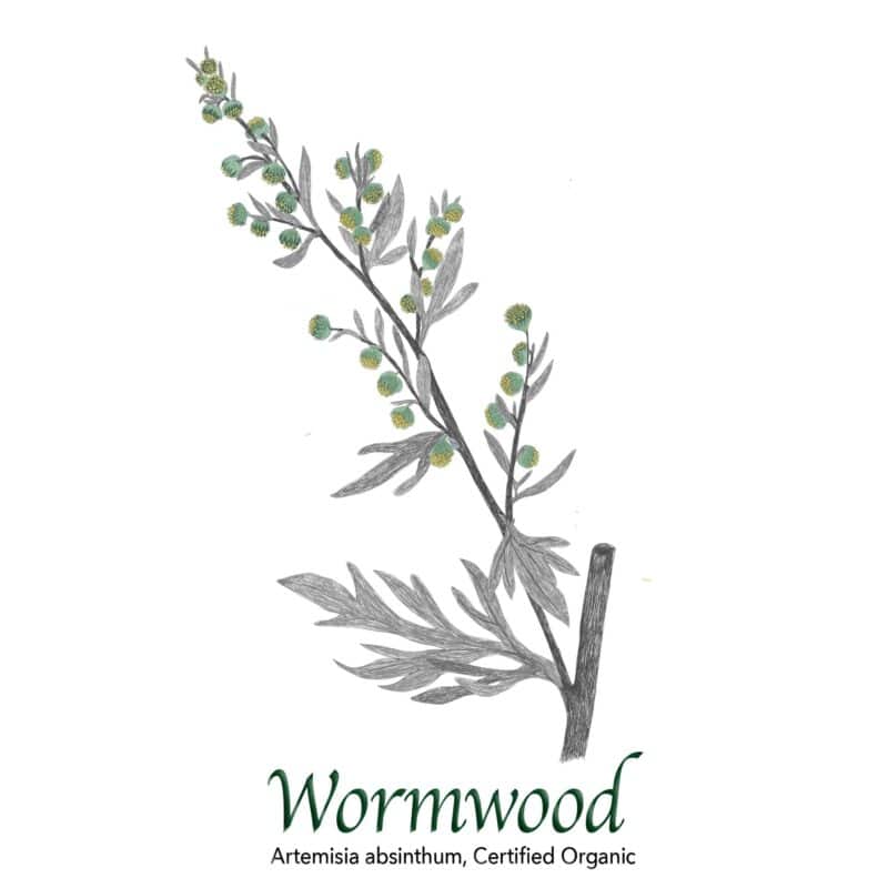 Wormwood Organic, Artemisia absinthium - The Herb Temple