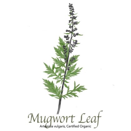 Mugwort Leaf Organic - The Herb Temple