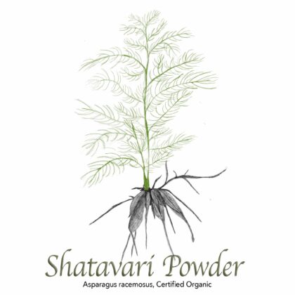 Asparagus - Shatavari Powder Organic - The Herb Temple