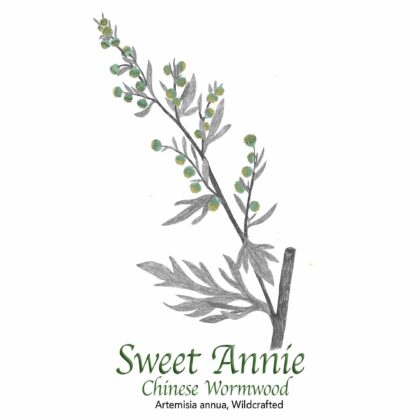Sweet Annie Chinese Wormwood