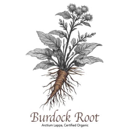 Burdock Root Organic - The Herb Temple