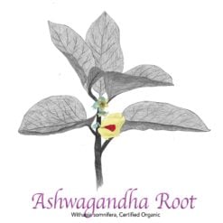 Ashwagandha Root Organic - The Herb Temple