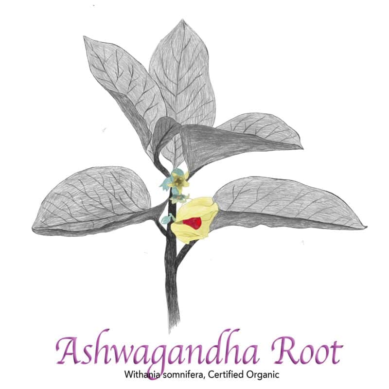 Ashwagandha Root Organic - The Herb Temple