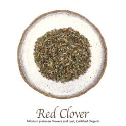 Red Clover Flowers and Leaf - The Herb Temple